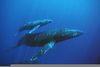 Blue Whale Calf Image