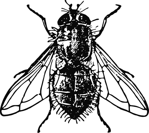 clipart of house fly - photo #3