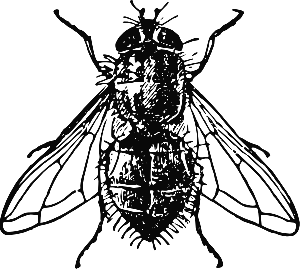 house fly clipart - photo #2