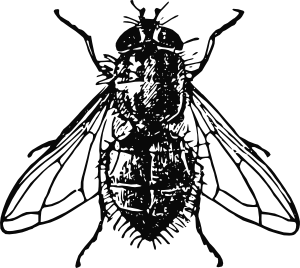 Peterm Housefly Clip Art