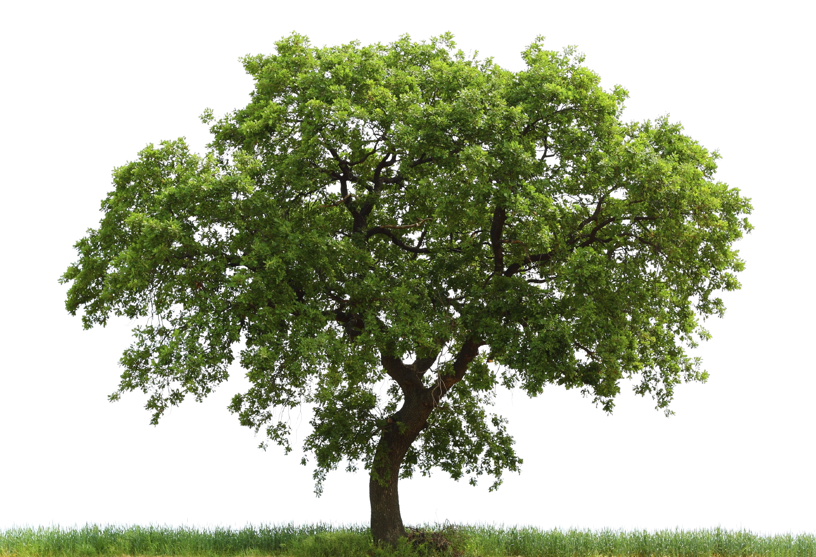 clipart oak tree - photo #24