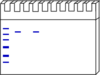 Western Blot Clip Art