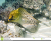 Moray Eel Clipart Image