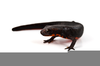 Fire Bellied Newt Image