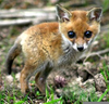 Pygmy Kangaroo Fox Image