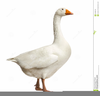 Goose Clipart Images Image