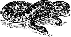 Adder Clip Art