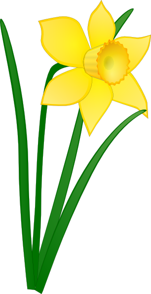 clipart daffodil flower - photo #1