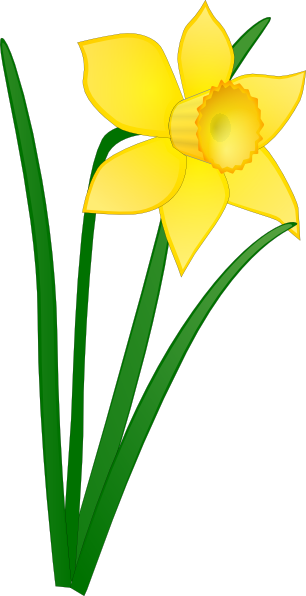 images clipart jonquilles - photo #1