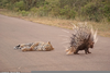 Porcupine Quills Human Image