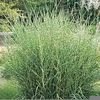 Miscanthus Sinensis Strictus Image