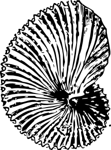 Argonaut Shell Clip Art
