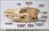 Coyote Skull Anatomy Image