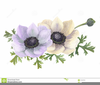 Anemone Flower Clipart Image