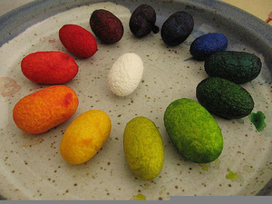 Silk Cocoon Images Image