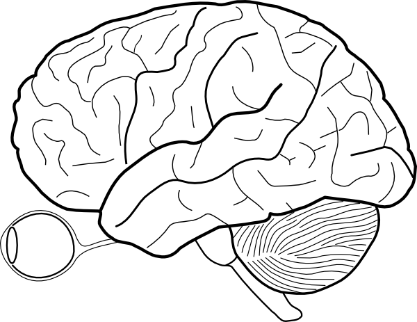 human brain diagram. Human Brain Sketch With Eyes