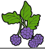 Clipart Blueberry Image