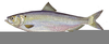 Atlantic Fish Clipart Image