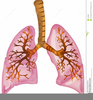 Free Animated Lungs Clipart Image