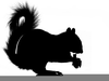 Squirrel Clipart Black And White Image