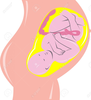 Baby In Womb Clipart Image