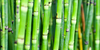 Bamboo S Image
