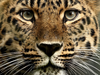 Mark Hughes Amur Leopard Image
