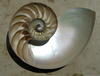 Fibonacci Spiral Shell Image