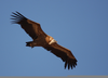 Griffon Vulture Crete Image