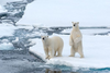 Polar Bears Habitat Image