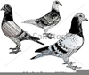 Pigeons Clipart Image