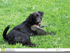 Black Labrador Retriever Clipart Image