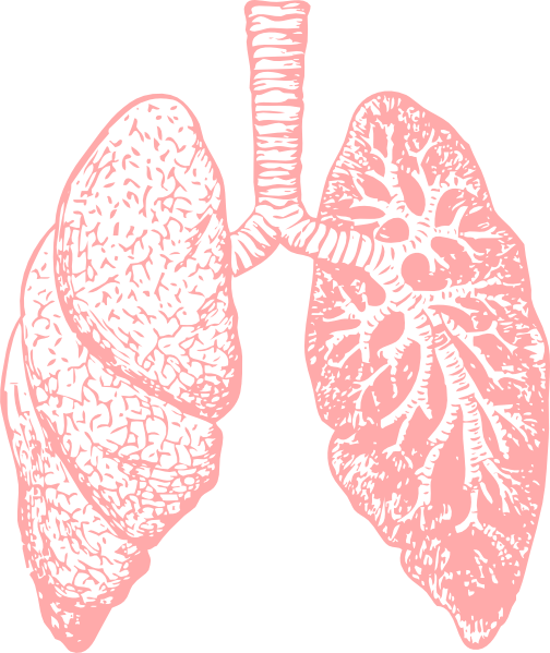 clipart human lungs - photo #12