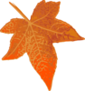 Orange Maple Leaf Clip Art