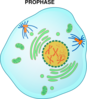 Prophase (no Labels) Clip Art