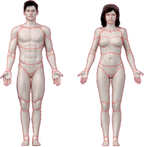Human-body-final Clip Art at  - vector clip art online, royalty  free & public domain