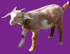 Farm Goat Image