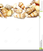 Free Clipart Seashell Image