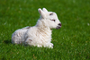 New Born Lamb Image