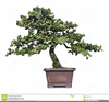 Clipart Of Bonzai Tree Image