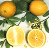 Pretty Lemons Image