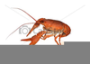 Crawfish Clipart Free Image