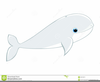 Beluga Whale Clipart Image
