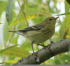 Pine Warbler Fall Image