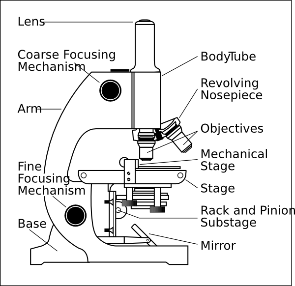 microscope clipart for kids