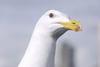 Seagull Image