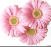 Pink Gerbera Daisies Clipart Image