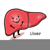 Liver Clipart Image