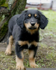 Hovawart Puppies Image