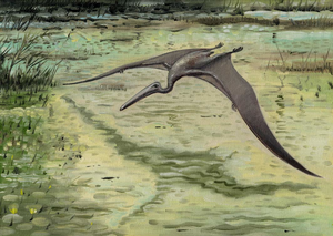 Kongamato Sightings Image